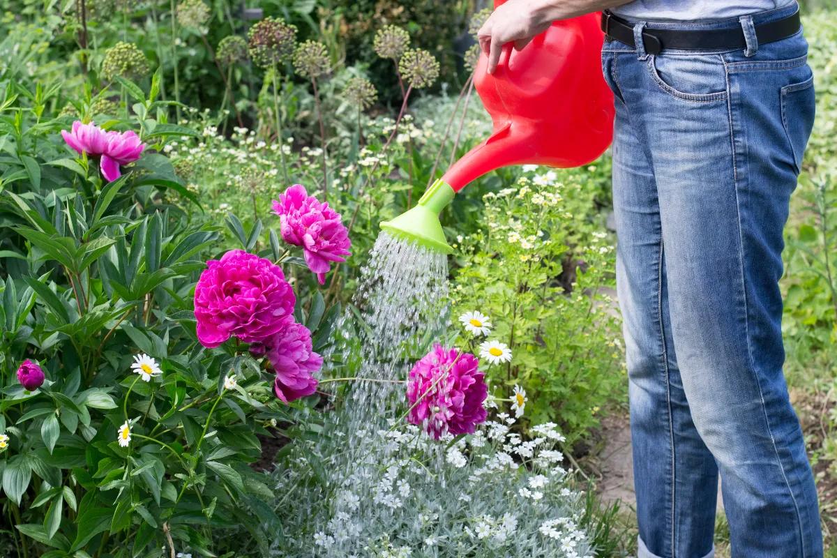 En färgglad trädgård året runt: hemligheten med Impatiens